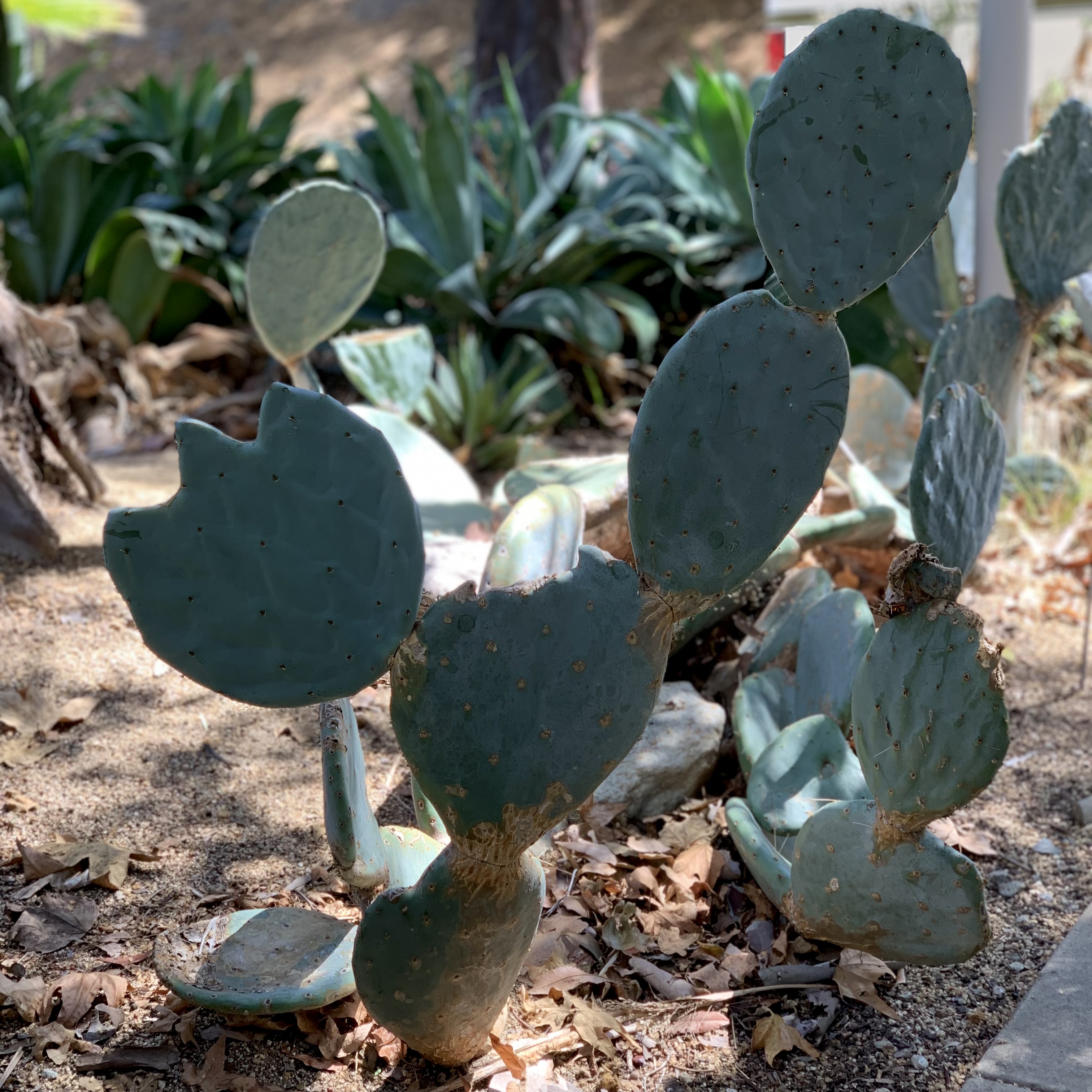 Photo of dinner plate cactus